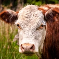 lihaveis200 lihaveis200