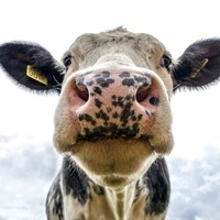 piimaveised Maitovasikat